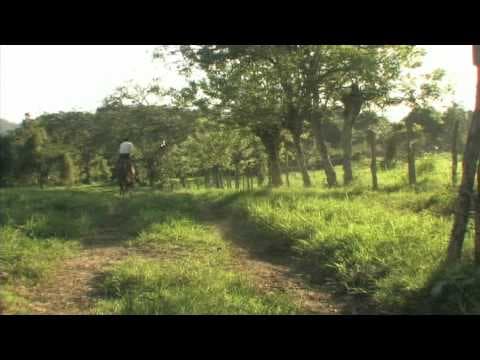 Trailer Angelina