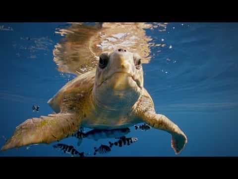 The Canary Islands international Promo Trailer