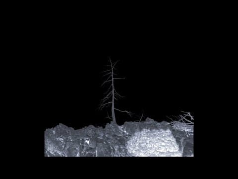 I Am a Tree (Trailer)