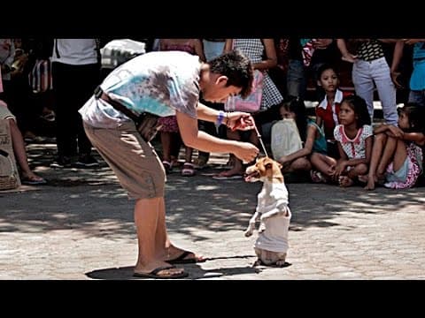 DA DOG SHOW | Trailer deutsch german [HD]