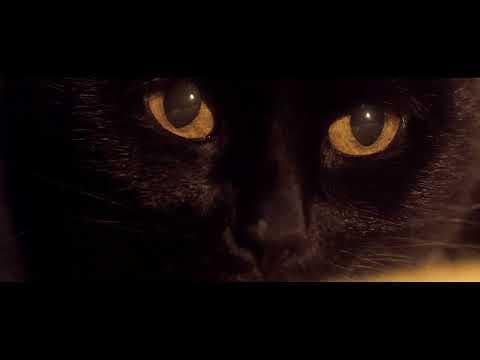 Somos animales