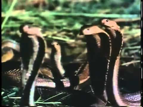 Zuma (1985)- Trailer Inglés