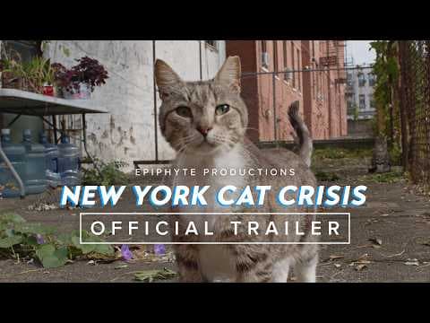 NEW YORK CAT CRISIS | Official Trailer