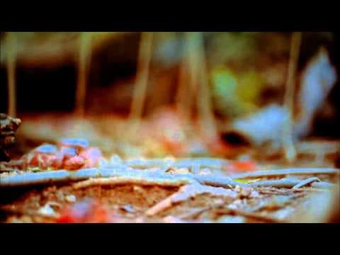 Seen On IMAX - Amazing Journeys (Trailer)