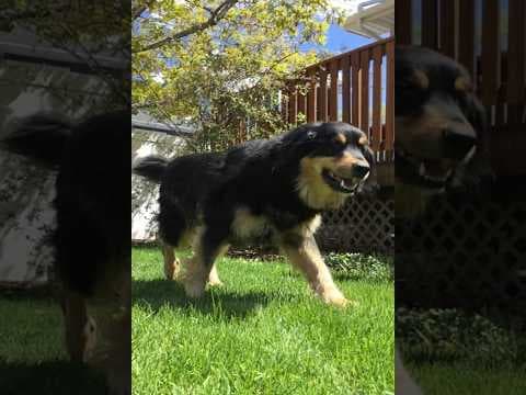 Summer of Dog (2023) | Adventure