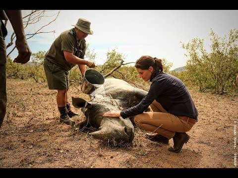 Stroop: Journey Into the Rhino Horn War (Trailer) - Green Film Fest