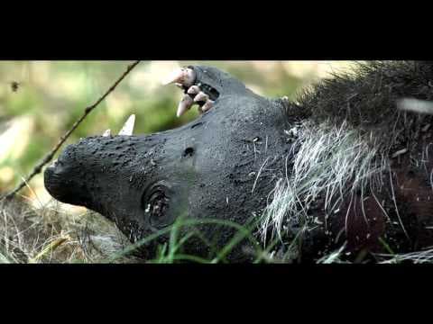 WILDERNIS IN DRENTHE