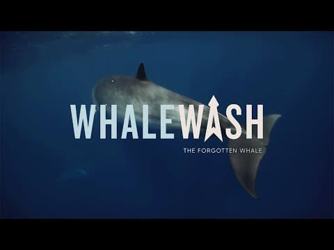 ESPA Offical Trailer: Whale Wash - The Forgotten Whale