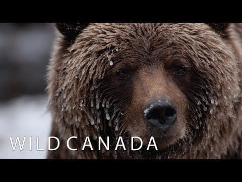Wild Canada | Coming to CBC Docs