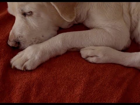 Teaser trailer | O cão de Ulisses (Guillermo Amengual, 2024)
