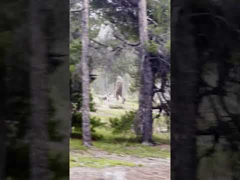 BIGFOOT SIGHTING! - Park Ranger captures chilling video…