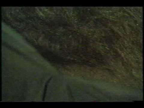 Rage of the Werewolf movie trailer