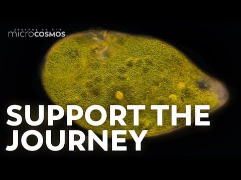 You Can Support The Microcosmos!