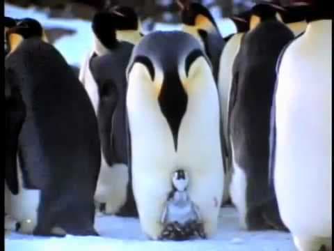 EARTHLINGS Trailer - Joaquin Phoenix - Be the Peace - Be a Plant-Based Being!