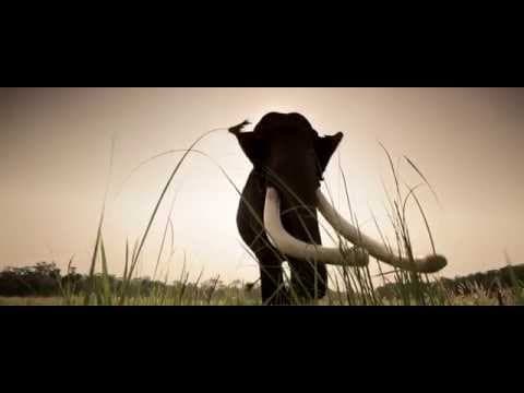 Shooting an Elephant - Teaser [HD]