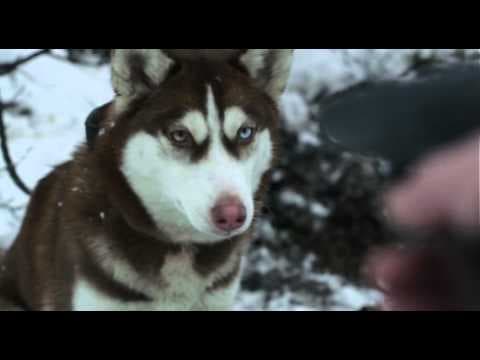 Film Trailer: Styd / Shame