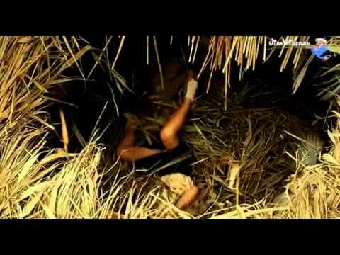 Трейлер. Пять невест