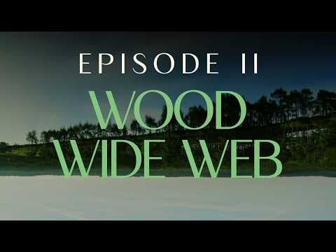 CHOOSE EARTH II - WOOD WIDE WEB