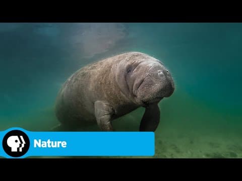 Official Preview | Wild Florida | NATURE | PBS