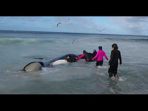 Rick Rosenthal - Whale Wisdom ( trailer )