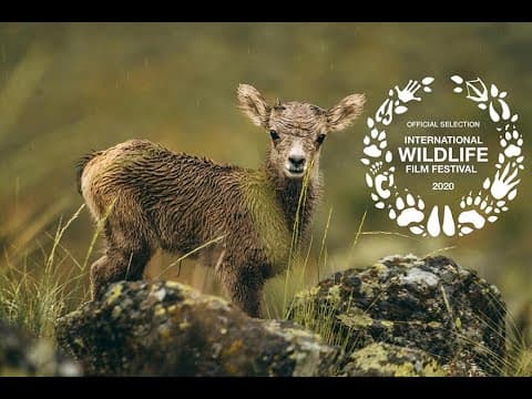 Wild & Wool Trailer