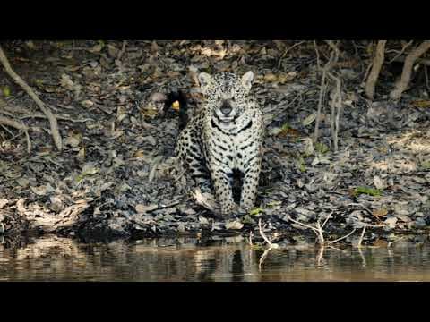 TRAILER OFICIAL JAGUAR VOZ DE UN TERRITORIO