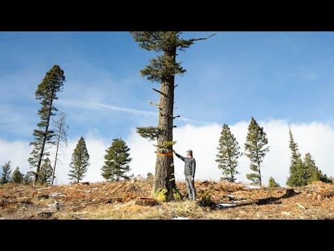 The Trees With Orange Rings - Official Trailer