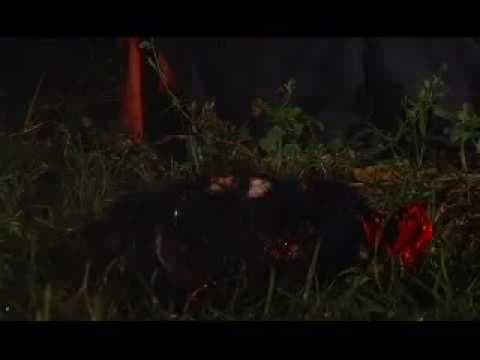 trailer ferozz