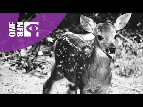 Animal Friends