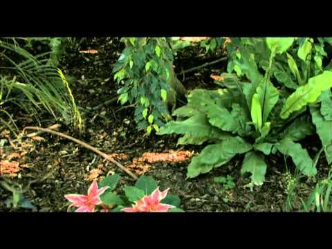 La Radice del Male (Trailer Italiano)