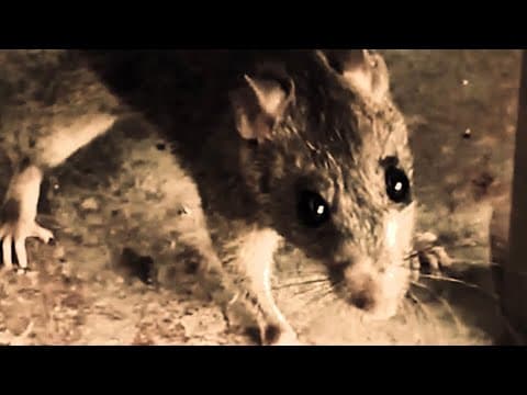 SHIVERING WITH MICE