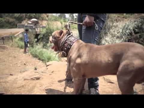 Sihung Official Trailer #1