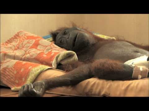 GREEN trailer -  a film by Patrick Rouxel