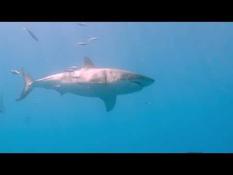 Sharks: Monster of the Media