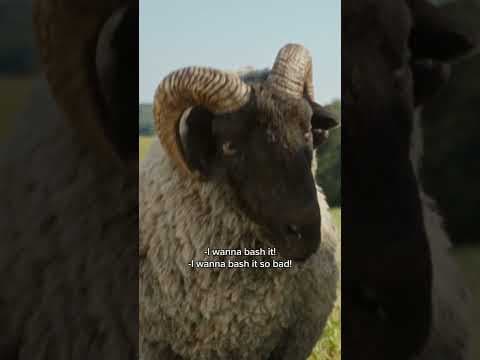 Sheep can do anything...