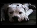 Homeward Bound: The Incredible Journey (1993) Trailer