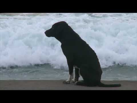 Bali: Island of the Dogs