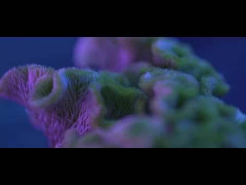 Little Shop of Grotesque_第十一屆鮮浪潮國際短片節（公開組）