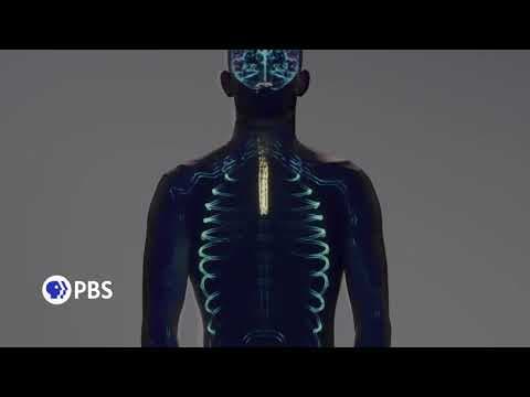 Human: The World Within