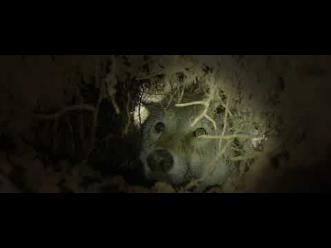 Teaser WOLF