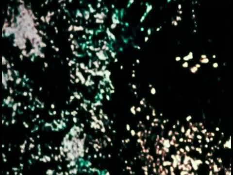 trace (1980)