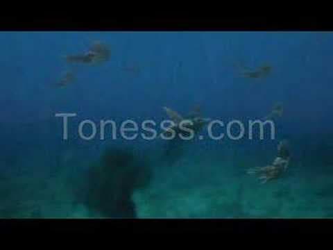 Sea Monsters: a Prehistoric Adventure (Trailer)