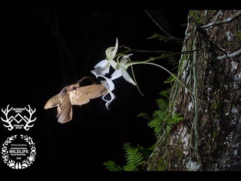 Chasing Ghosts | bioGraphic