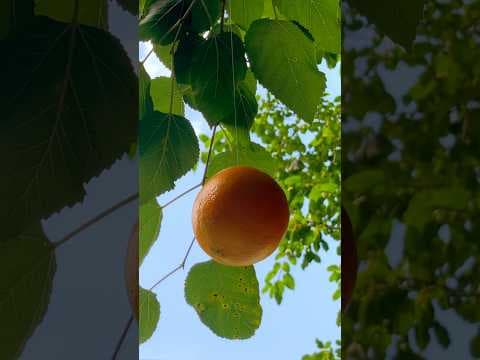 Tangerine Trailer