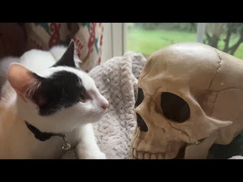 KITTTEN-19 OFFICIAL 1080HD TRAILER