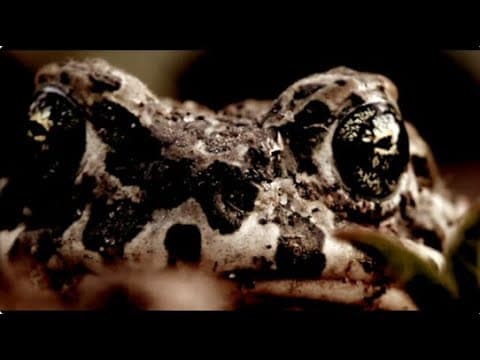 Trailer: The Purkinje Effect