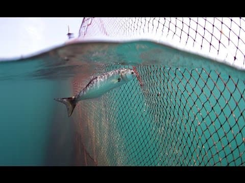 BLUEFISH TRAILER