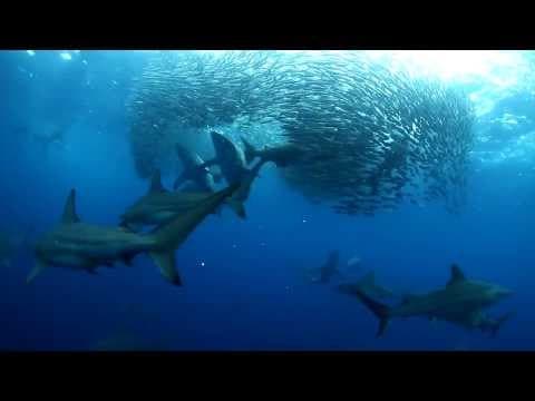 México Pelágico - Trailer