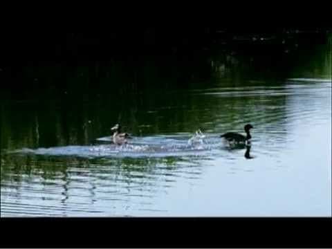 Birdie & Bogey - Official Trailer