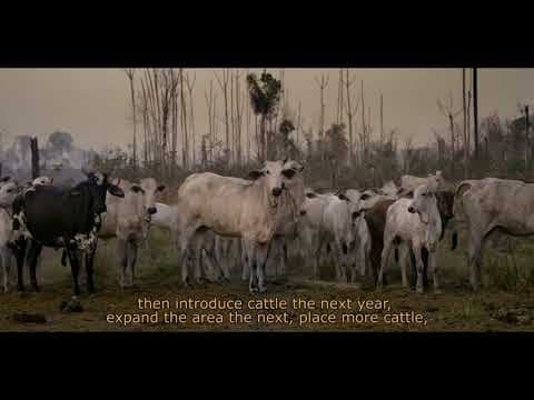 SOB A PATA DO BOI - Trailer